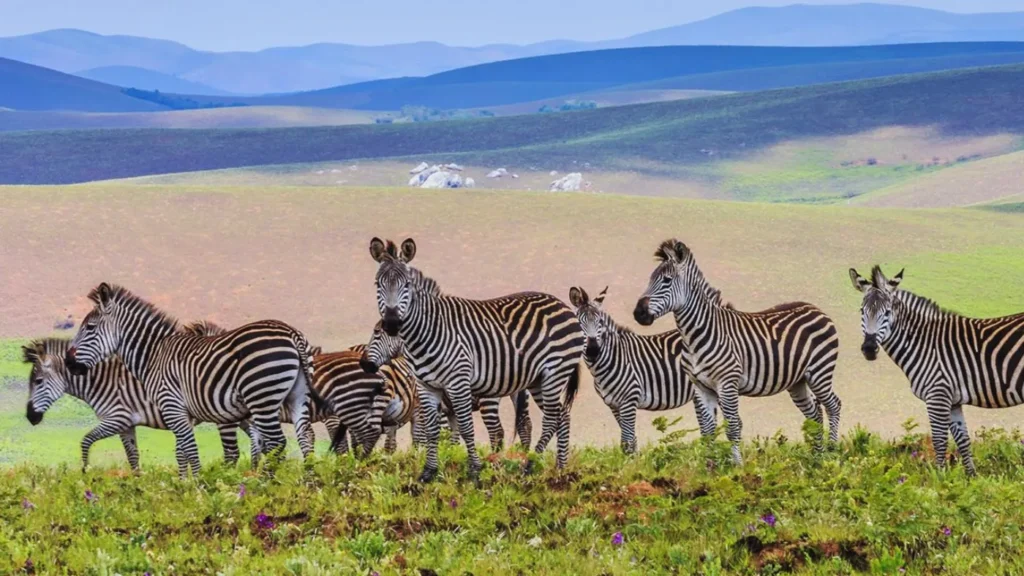 Zebra herd grazing on rolling grassland at Nyika Plateau, Malawi