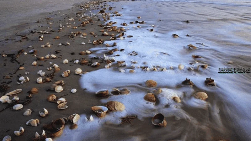 Seashells scattered along the sandy shoreline at Cumberland Island National Seashore