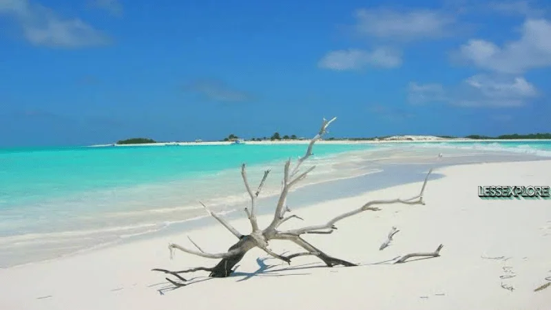Driftwood on a white sand beach in Los Roques Archipelago with turquoise water