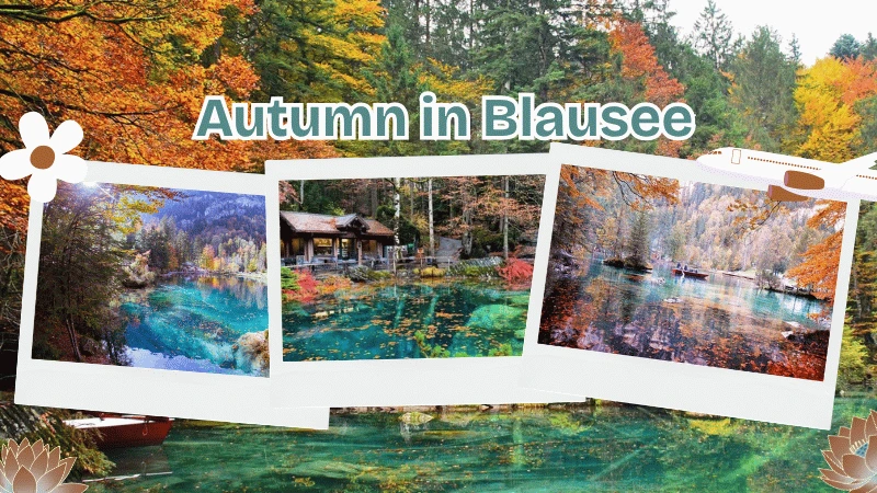 Autumn in Blausee with crystal clear water surrounded by forest
