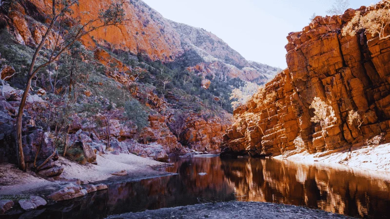 Red rock walls and a ghost gum reflected in the calm waterhole at Ormiston Gorge in warm light