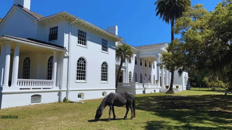 Wild horse grazing in front of Plum Orchard Mansion on Cumberland Island