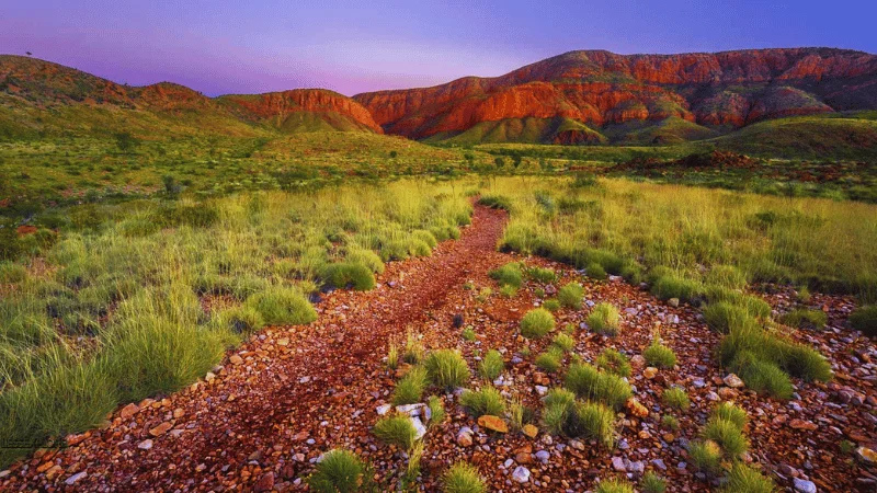 Red gravel trail through spinifex grass toward the West MacDonnell Ranges at dusk near Ormiston Gorge
