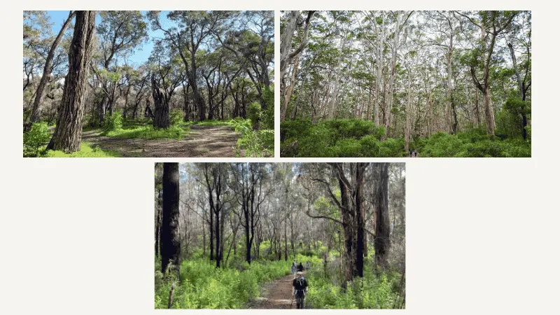 Hikers walking a dirt trail through tall eucalyptus forest in Leeuwin-Naturaliste National Park, Western Australia