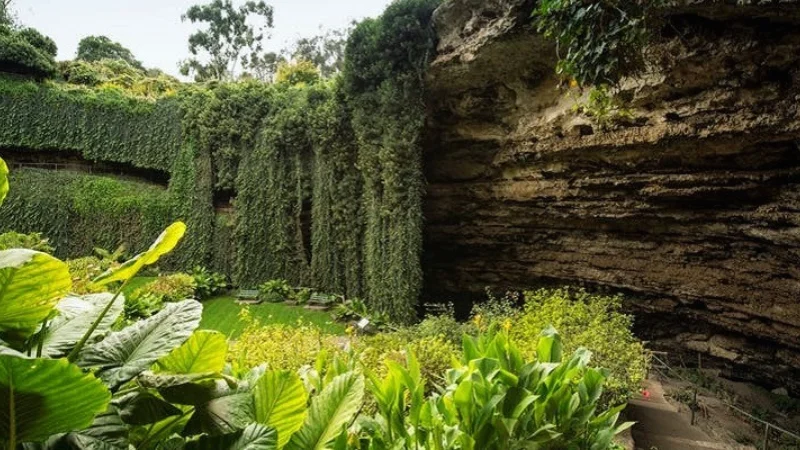 Layered limestone cliff beside hanging vines and a green lawn in a sinkhole near Mount Gambier
