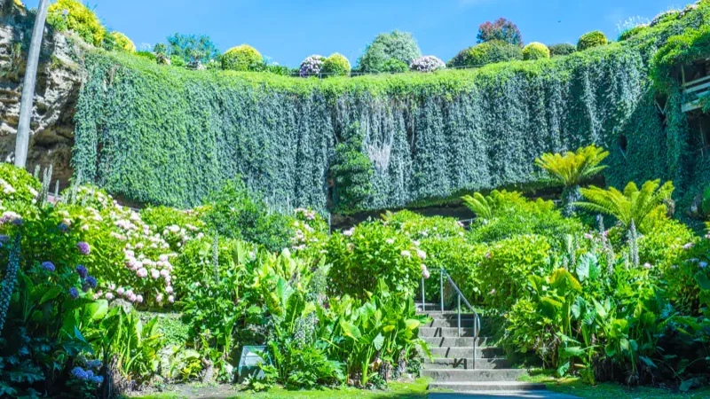 Sunbeams streaming through vine-wrapped trees above an ivy-covered wall in a sunken garden